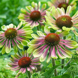 Green Twister Coneflower Seeds - Rare Pink & Lime Hardy Perennial Pollinator Flower