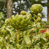 Artichoke, Imperial Star