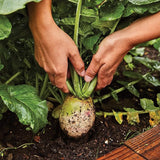 Semillas de rábano sandía