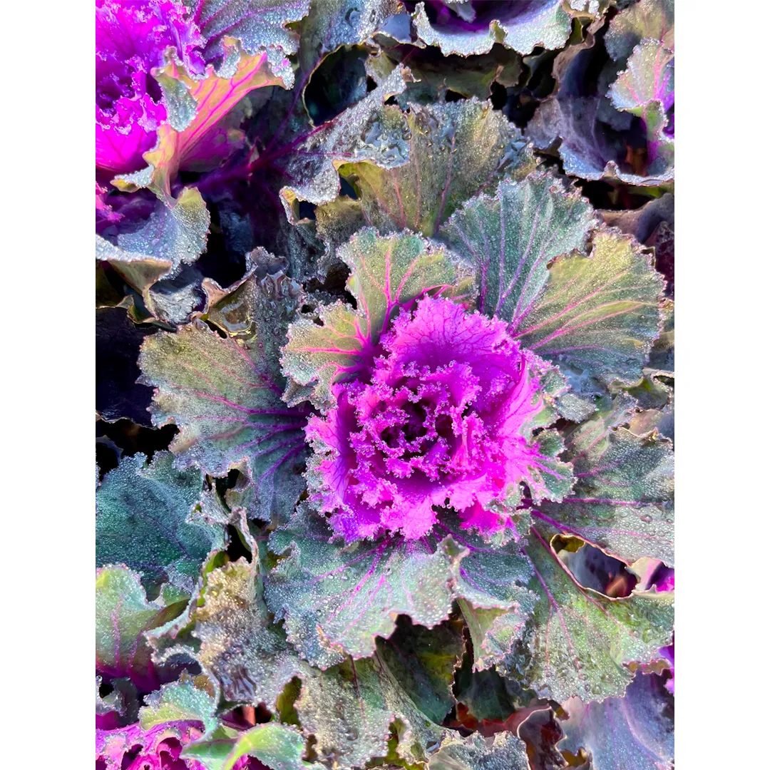 Mix Ornamental Kale Seeds