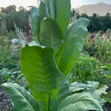 Semilla de tabaco Shirazi