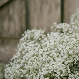 Gypsophila seeds Baby’s Breath Gypsophila