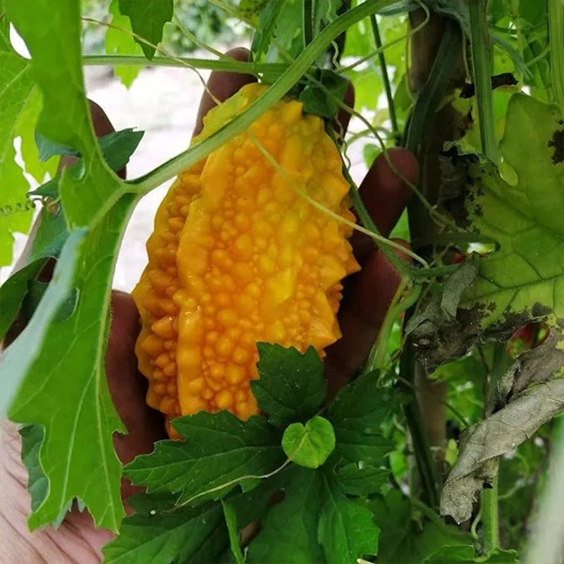 Semillas de uva Lai para el jardín Semillas de calabaza amarga