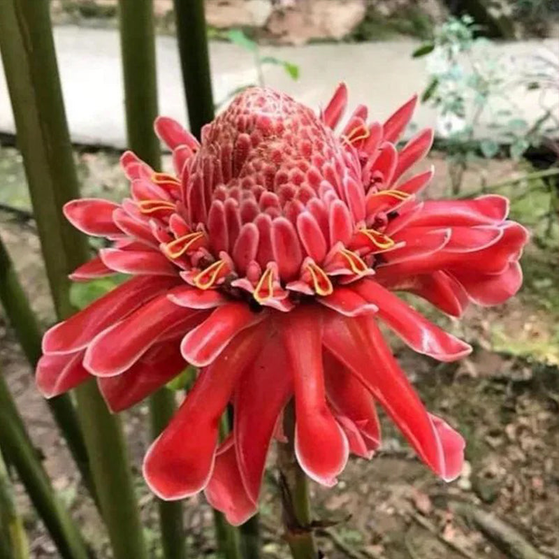 Semillas de rosa de porcelana - Etlingera elatior - Torch Ginger