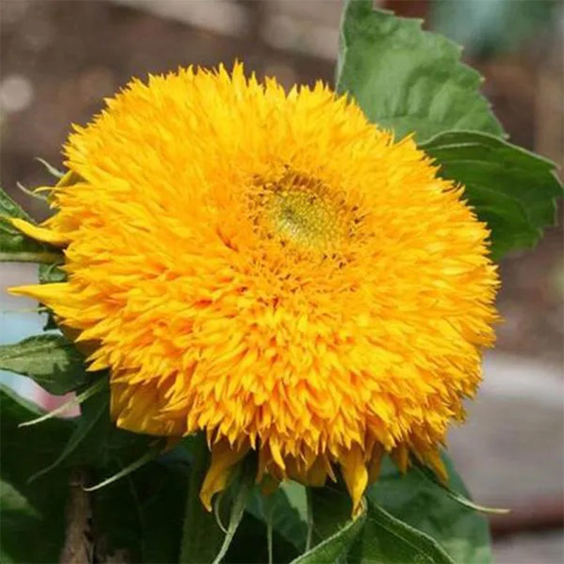 Osito de peluche girasol