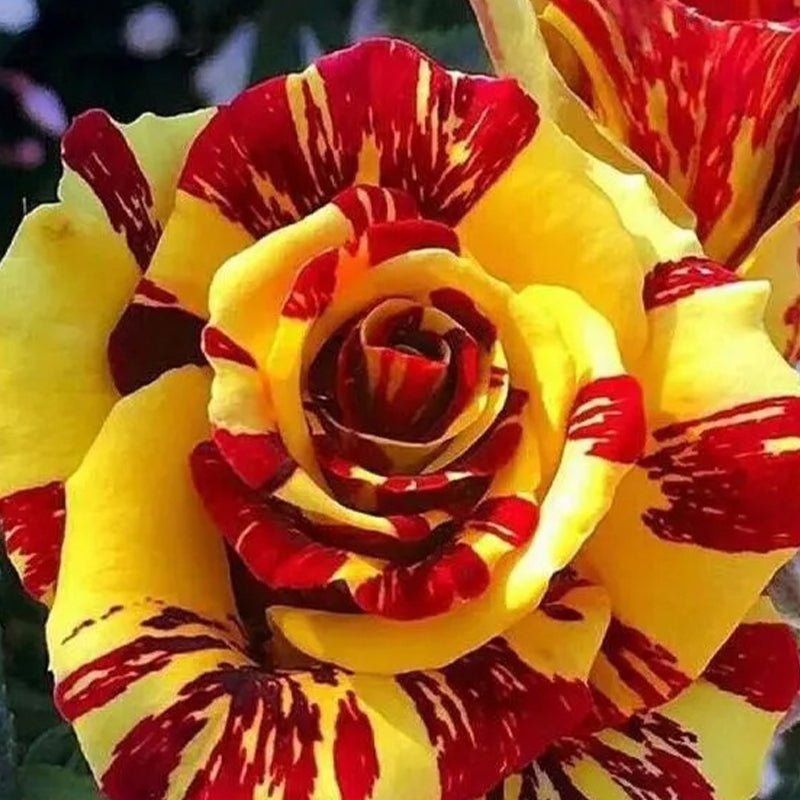 Tea Rose 'Dragon Tiger' Seeds