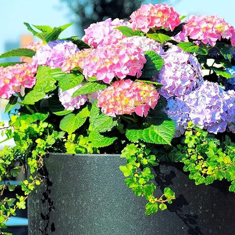 Mixed Hydrangea Seeds for Planting Fast Growing Shrub Flowers Seeds