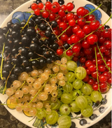 Rainbow Color Cape Gooseberry Seeds