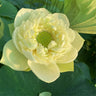 Bonsai Double Lotus Seeds-Pure Heart