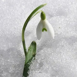 Snowdrop Flower Seeds