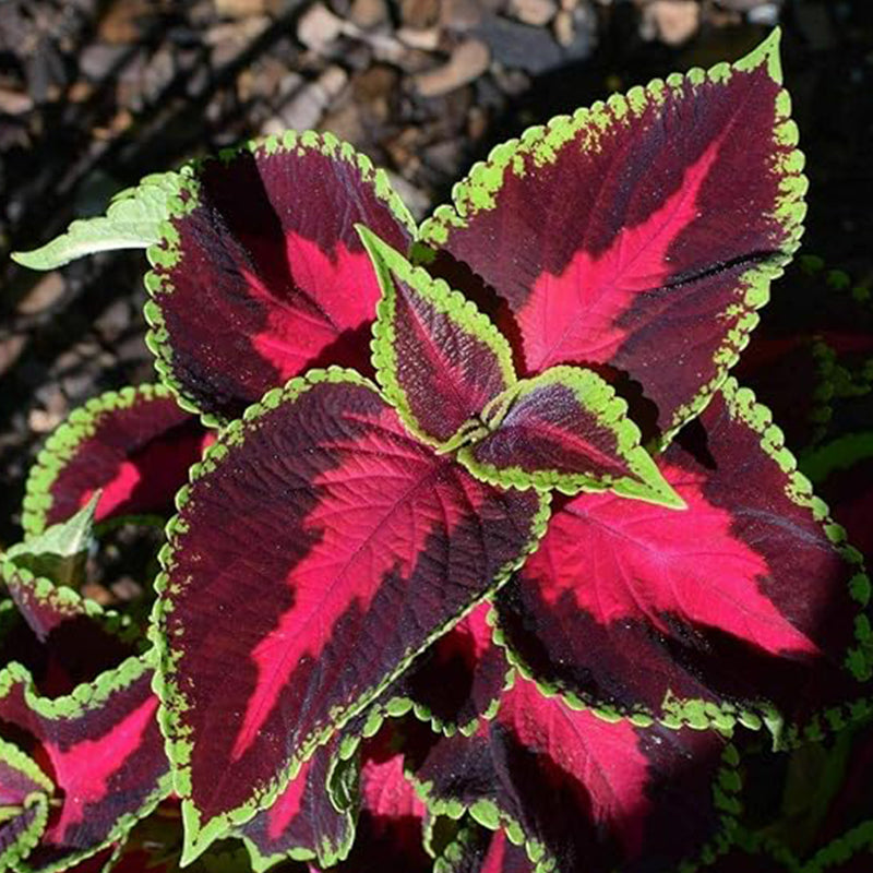 Rare Mixed Coleus Flowers Seeds Rainbow Coleus Wizard