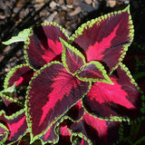 Rare Mixed Coleus Flowers Seeds Rainbow Coleus Wizard