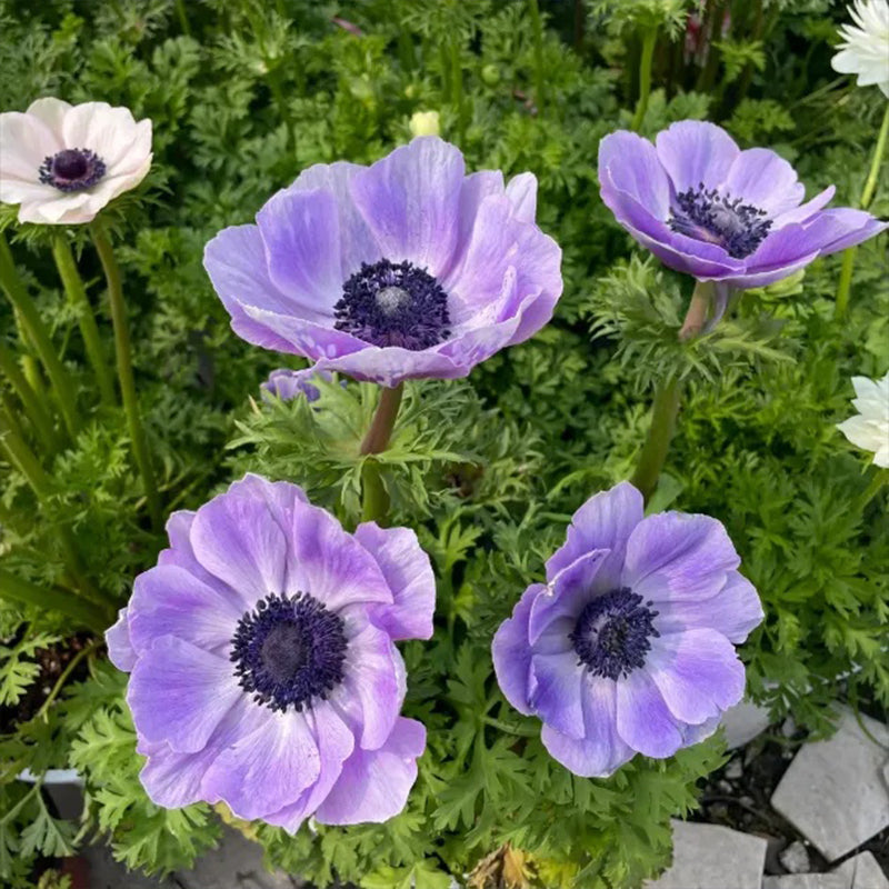 Double Anemone Seeds — Add Resilient Elegance to Your Garden!