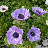 Double Anemone Seeds — Add Resilient Elegance to Your Garden!