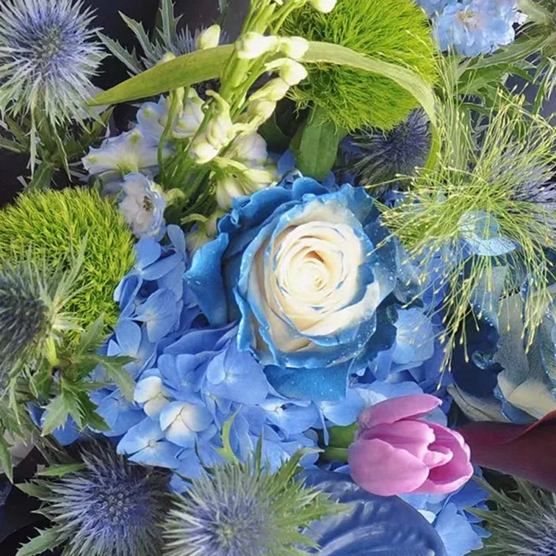 Rosa Galaxia Estrellada - Rosa Rara