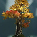 Semillas de arce tridente, árbol bonsái