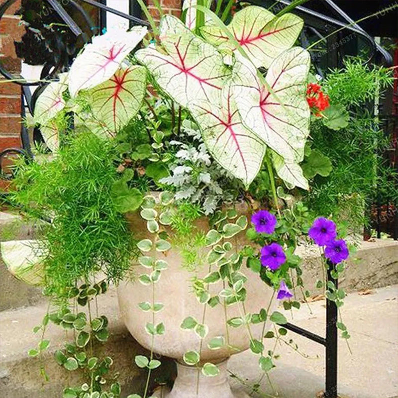 Coleus Bonsai Flower Leaf Plants Rainbow Dragon Seeds