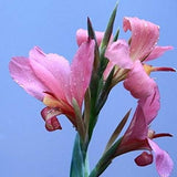 Semillas de flores de lirio de caña mixtas, hermosas plantas bonsái perennes, decoración del hogar y el jardín