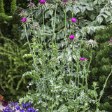 Biennial Milk Thistle Herb Seeds for Planting