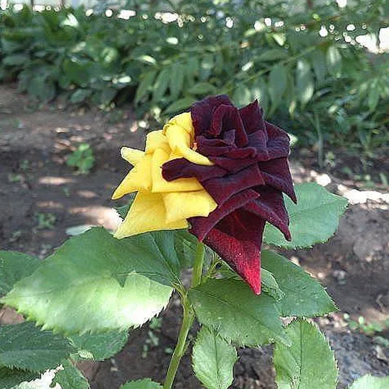 Semillas de rosa rara gemela roja y amarilla