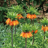 Fritillaria Corona Imperial Aurora