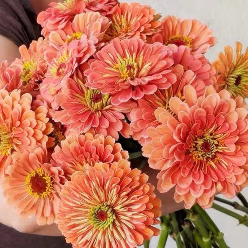 Giant Salmon Rose Zinnias Seeds