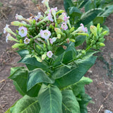 Virginia Tobacco Seed (Tabacum species)