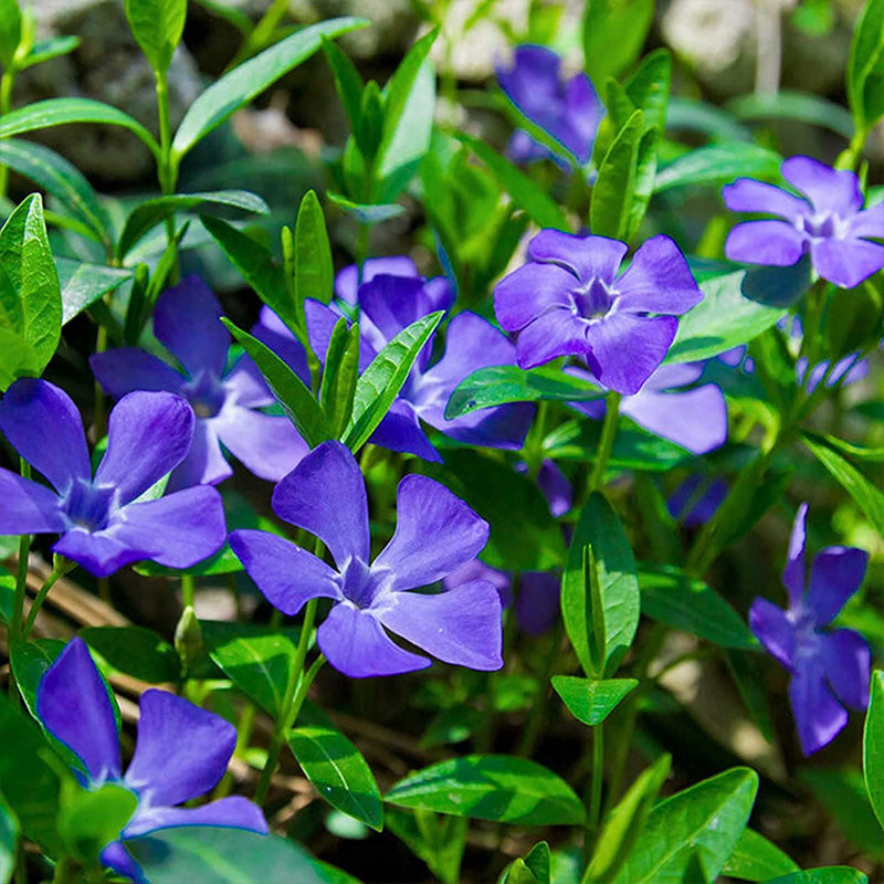 Fresh Garden Vinca Minor Seeds