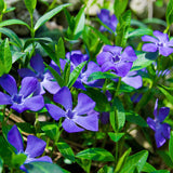 Fresh Garden Vinca Minor Seeds