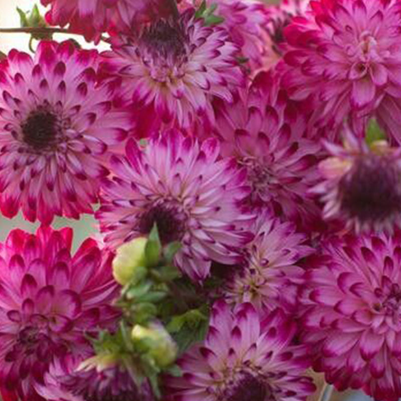 Dahlia Seeds with White Petals and Magenta Flower Edges