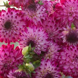 Dahlia Seeds with White Petals and Magenta Flower Edges