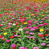 Semillas de zinnia doble mixtas para jardín de flores, gran variedad brillante y hermosa, mariposa