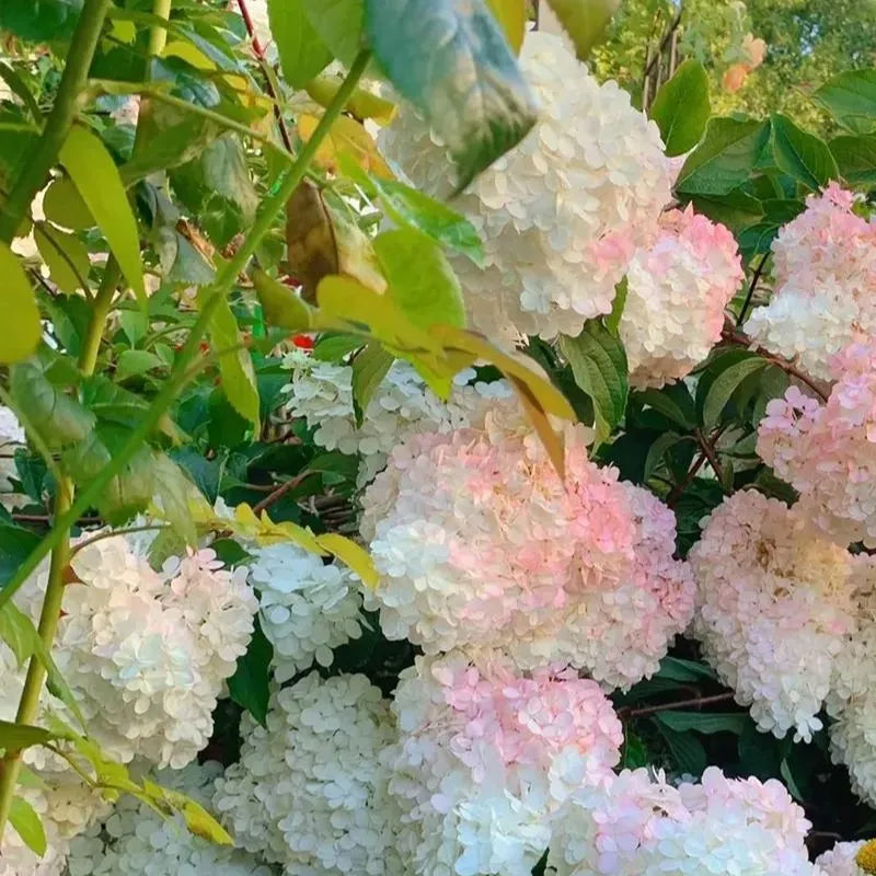 Cone Hydrangea Flowers Seeds-Vanilla Strawberry & Limelight