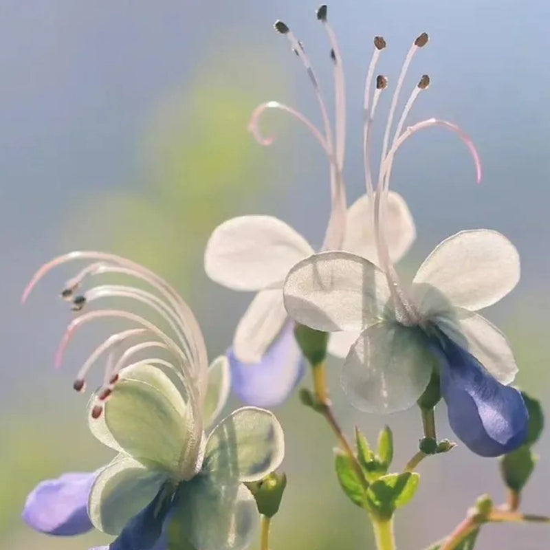 Blue Butterfly Flower Seeds