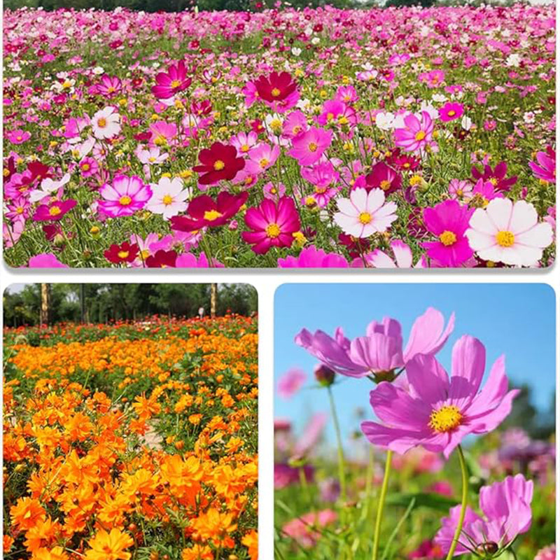 Mix Cosmos Seeds for Planting Heirloom Wildflower (Cosmos Bipinnatus) Attract Bees Butterflies Monarchs Open Pollinated