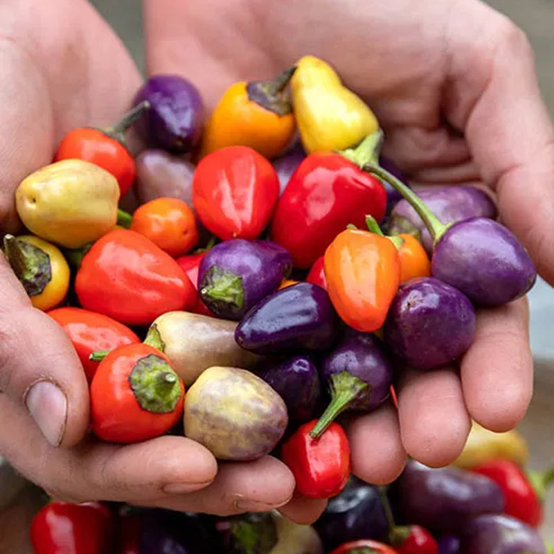 Chinese Five-Color Pepper Ornamental Pepper