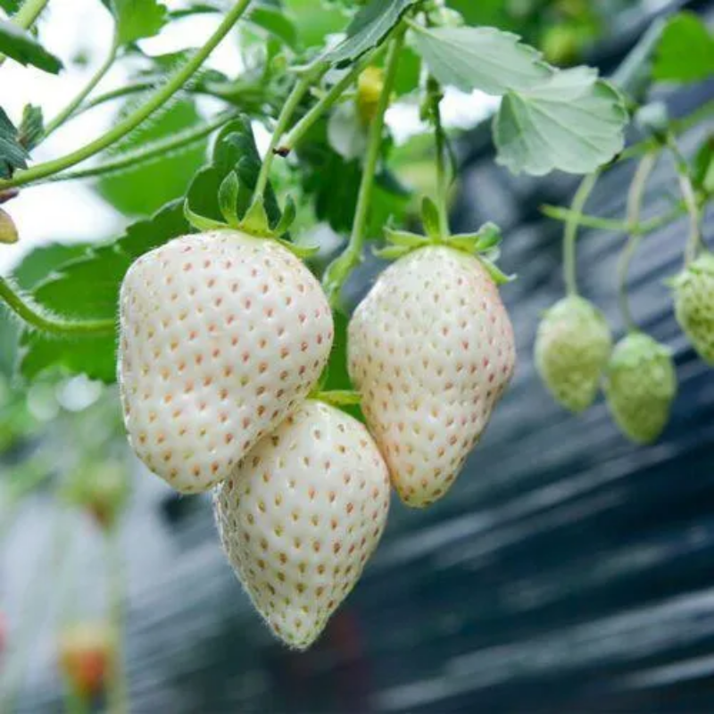 Rare Milk Strawberry Seeds