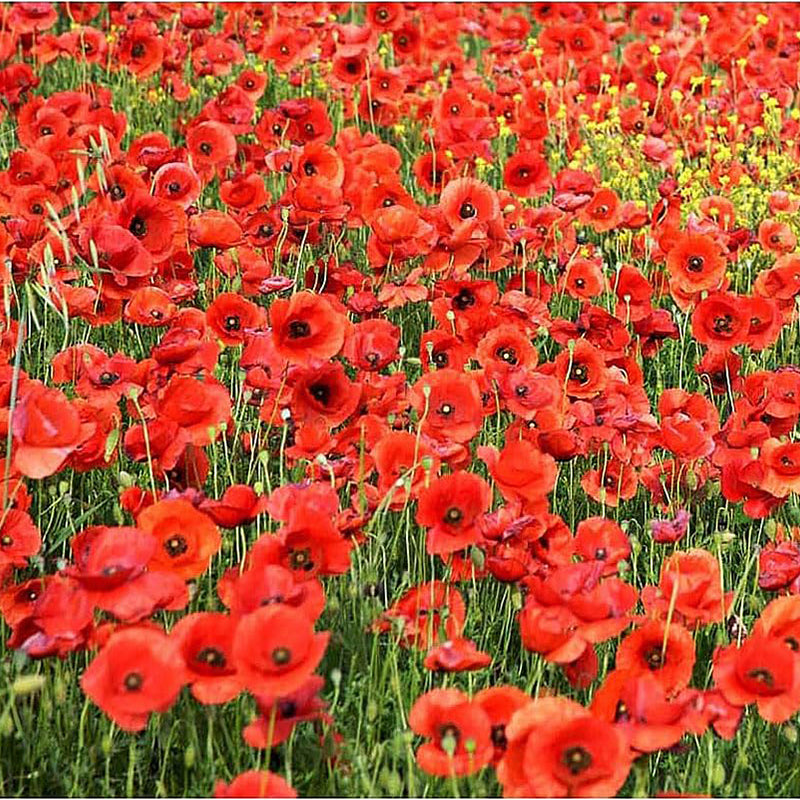 Red Flanders Poppies Flanders Poppy Seeds