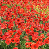 Red Flanders Poppies Flanders Poppy Seeds