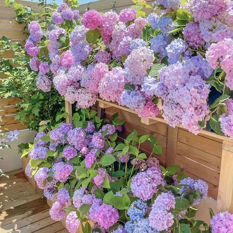 Blue Pink Purple Hydrangea Seeds Hardy Plant Seeds for Gardening Enthusiasts - Easy-to-Grow