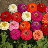 Crazy Blend Zinnia Seeds for Planting