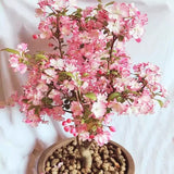 Begonia flowers Seeds