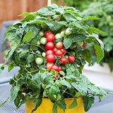 Semillas de tomate enano Red Robin, dulces, poco ácidas, determinadas, de polinización abierta, deliciosas