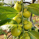 Diospyros Digyna Seeds Black Sapote
