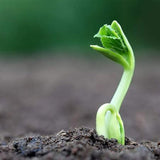 Semillas de melón amargo para plantar, semillas de calabaza amarga asiática, semillas de verduras asiáticas