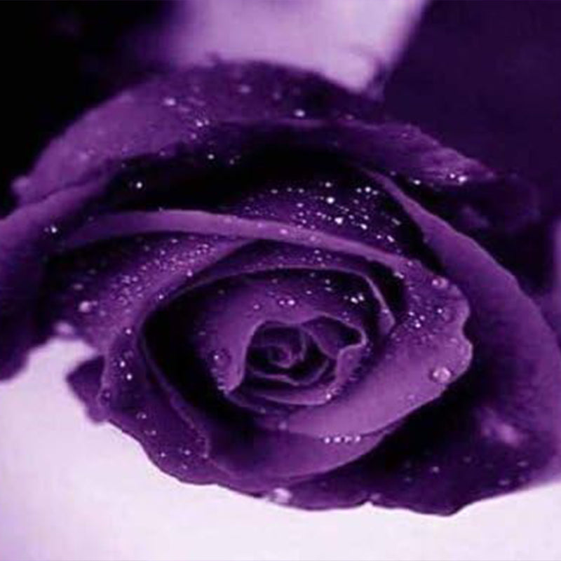 Purple Rose Rosa Bush Shrub Perennial Flower Seeds