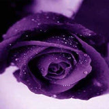 Purple Rose Rosa Bush Shrub Perennial Flower Seeds