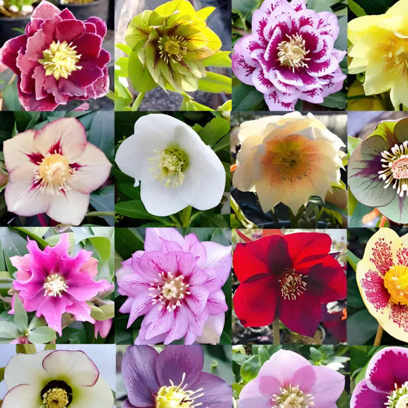 Colección Hellebore de Carnaval - Rosa de Navidad