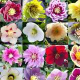 Colección Hellebore de Carnaval - Rosa de Navidad