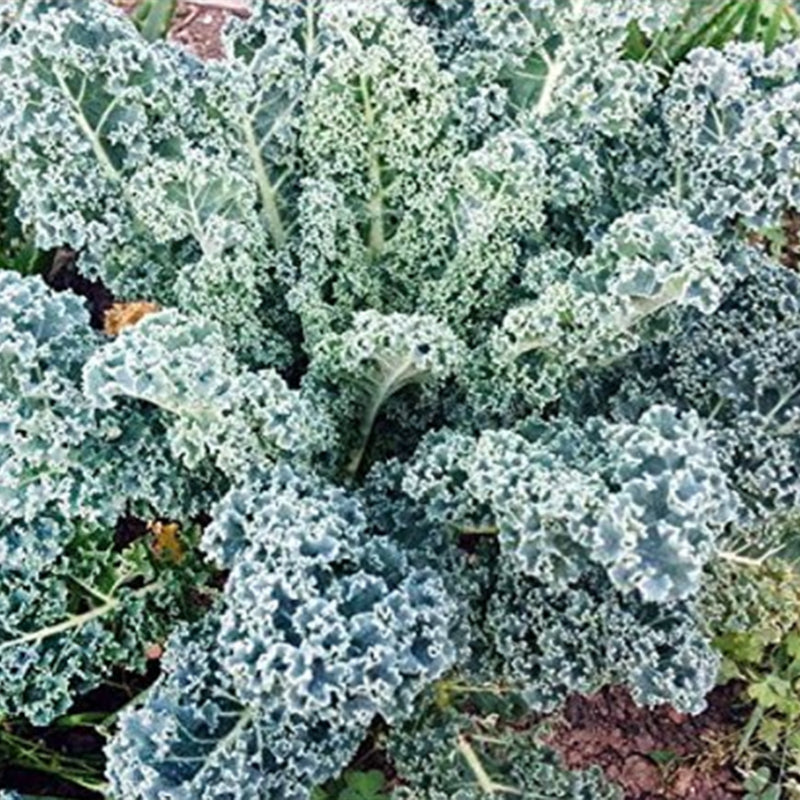 Semillas mixtas de col rizada. ¡Esta es una mezcla! Col rizada azul enana rizada, col rizada dinosaurio lacinato, col rizada siberiana enana, col rizada roja rusa